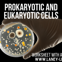 Vs worksheet prokaryote eukaryote lab prokaryotic eukaryotic eukaryotes prokaryotes chessmuseum cell