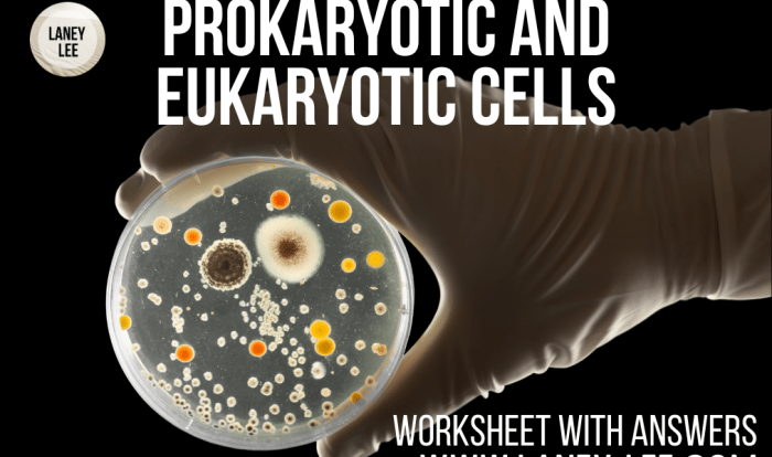 Vs worksheet prokaryote eukaryote lab prokaryotic eukaryotic eukaryotes prokaryotes chessmuseum cell