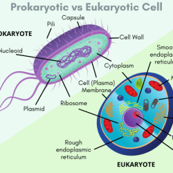 Cells prokaryotic and eukaryotic worksheet