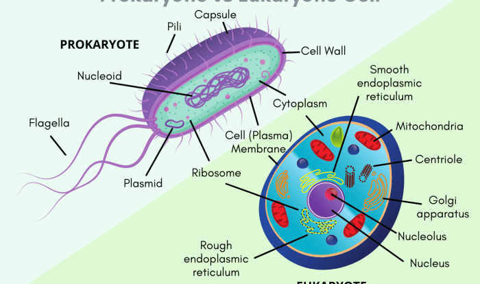 Cells prokaryotic and eukaryotic worksheet