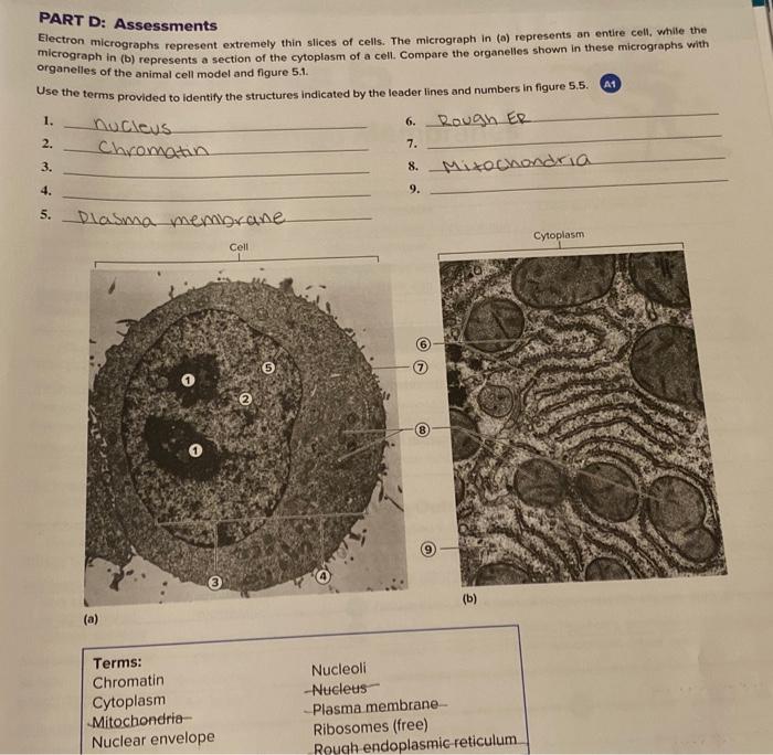 Electron micrographs represent extremely thin slices