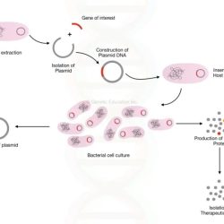 Cloning process chegg straightforward gene transcribed