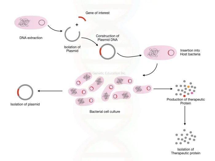 Cloning process chegg straightforward gene transcribed