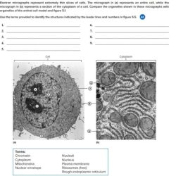 Cellular numbered 000x indicated micrographs electron nucleus cytoplasm ribosomes slices micrograph represent thin