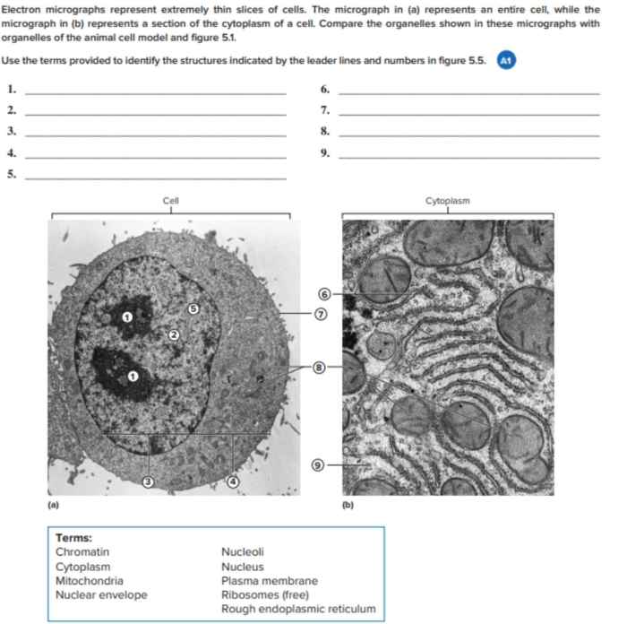 Cellular numbered 000x indicated micrographs electron nucleus cytoplasm ribosomes slices micrograph represent thin