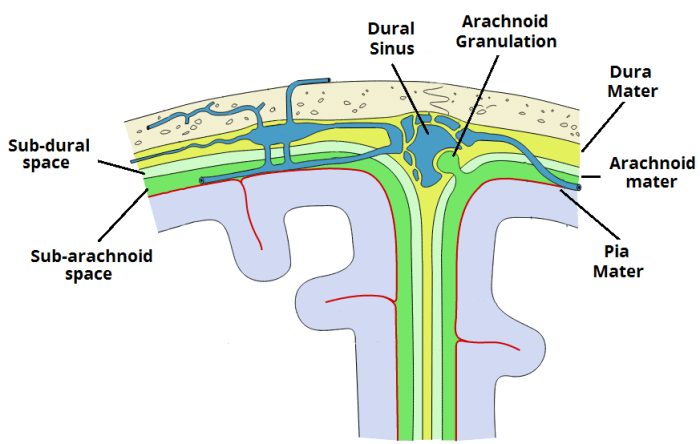 Meningeal neoplasms radiology radiologykey