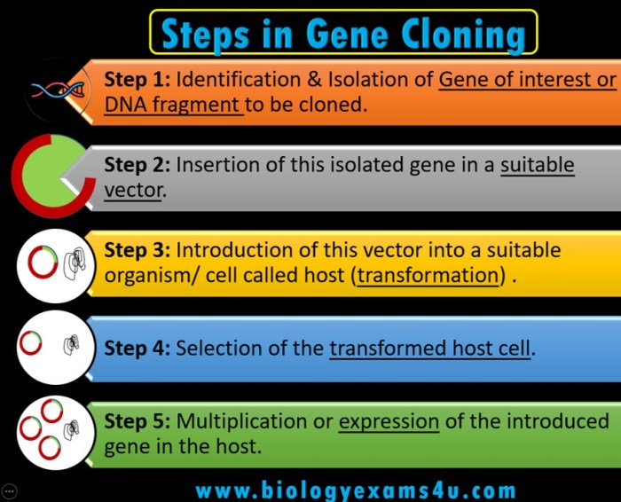 Drag the steps of gene cloning into the correct sequence.