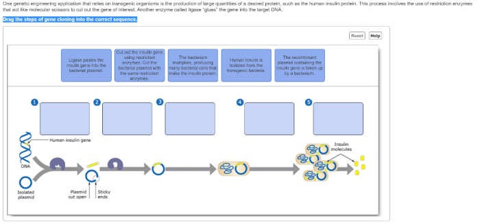 Drag the steps of gene cloning into the correct sequence.